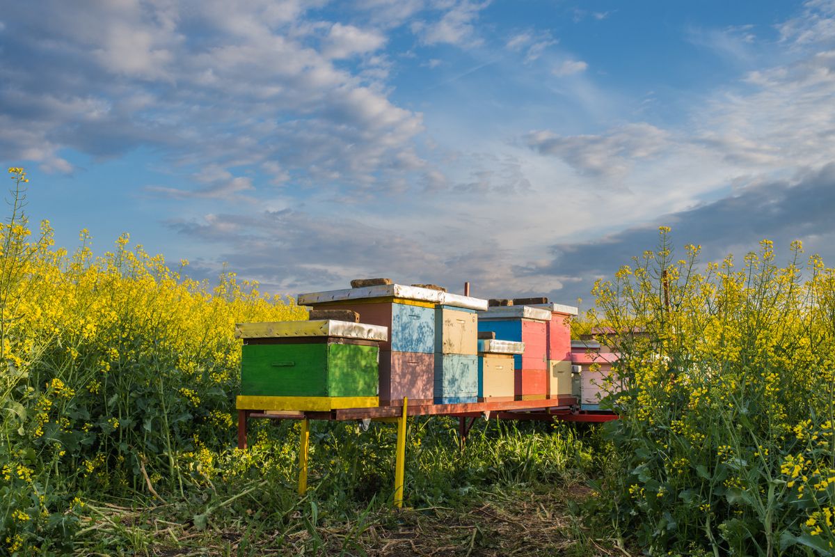 Colorful beehives standing in a vibrant yellow flower field under a partly cloudy blue sky.