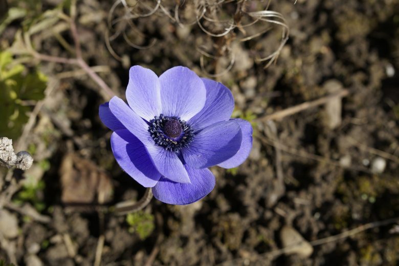 Purple crown anemone flower found in omalos plateau in west Crete www.elissos.com