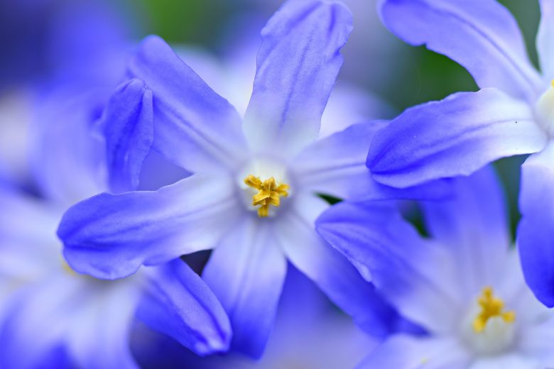 Blue glory of the snow flower found in the alpine zones in Crete www.elissos.com