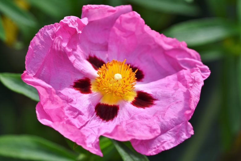 purple rockrose flower found in assithi east crete www.elissos.com