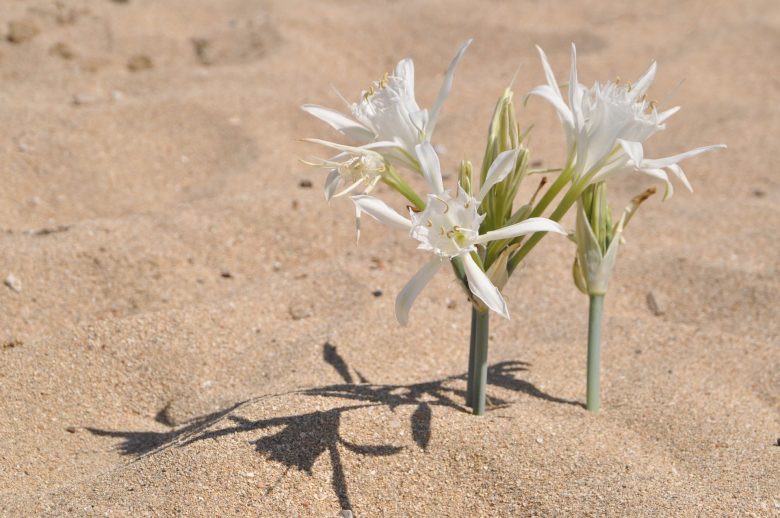 White sea daffodil flower found in the sand in beaches in west Crete www.elissos.com