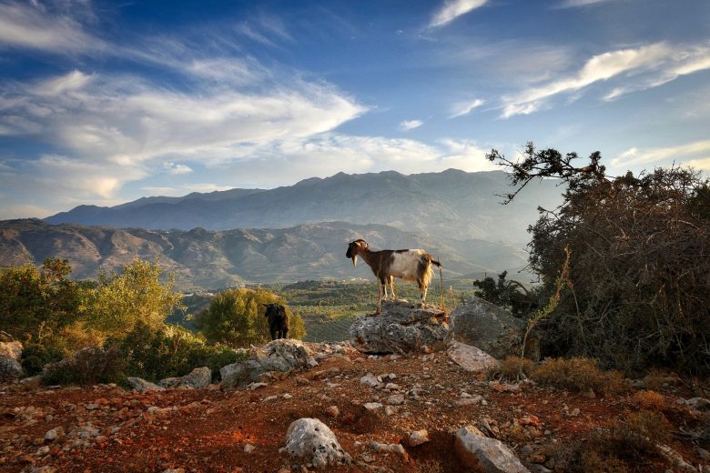 kri kri goat in crete_traditional tours in crete_elissos