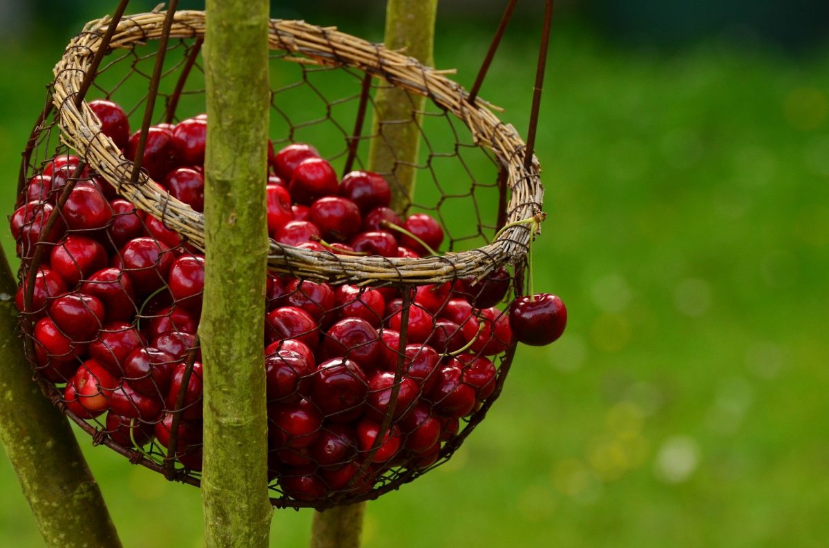 cherries in a basket_cherries in crete_elissos