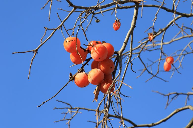 persimmon on a branch_persimmons in crete_elissos