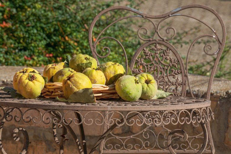 quince on a table_quince in crete_elissos