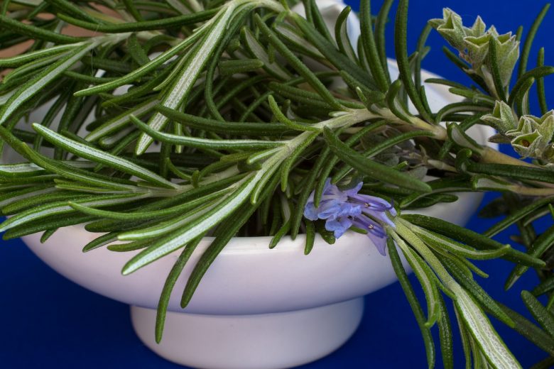 rosemary herb_herb gathering in crete_elissos