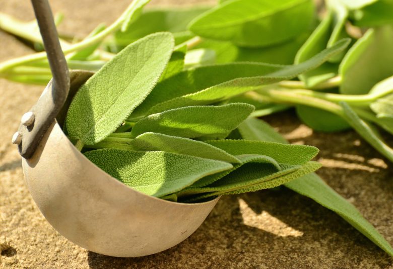 sage cretan herb_herb gathering in crete_elissos