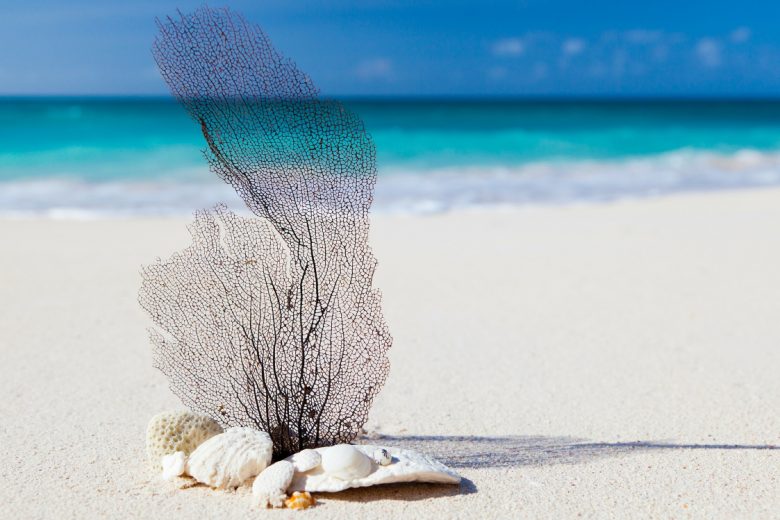 seashells on exotic beach_private unique experiences in crete_elissos