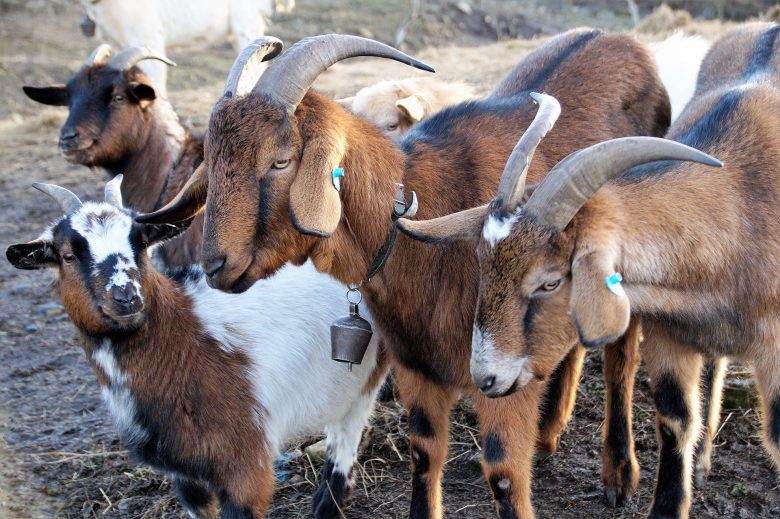 goat breeding in crete_traditional farming methods in crete_elissos
