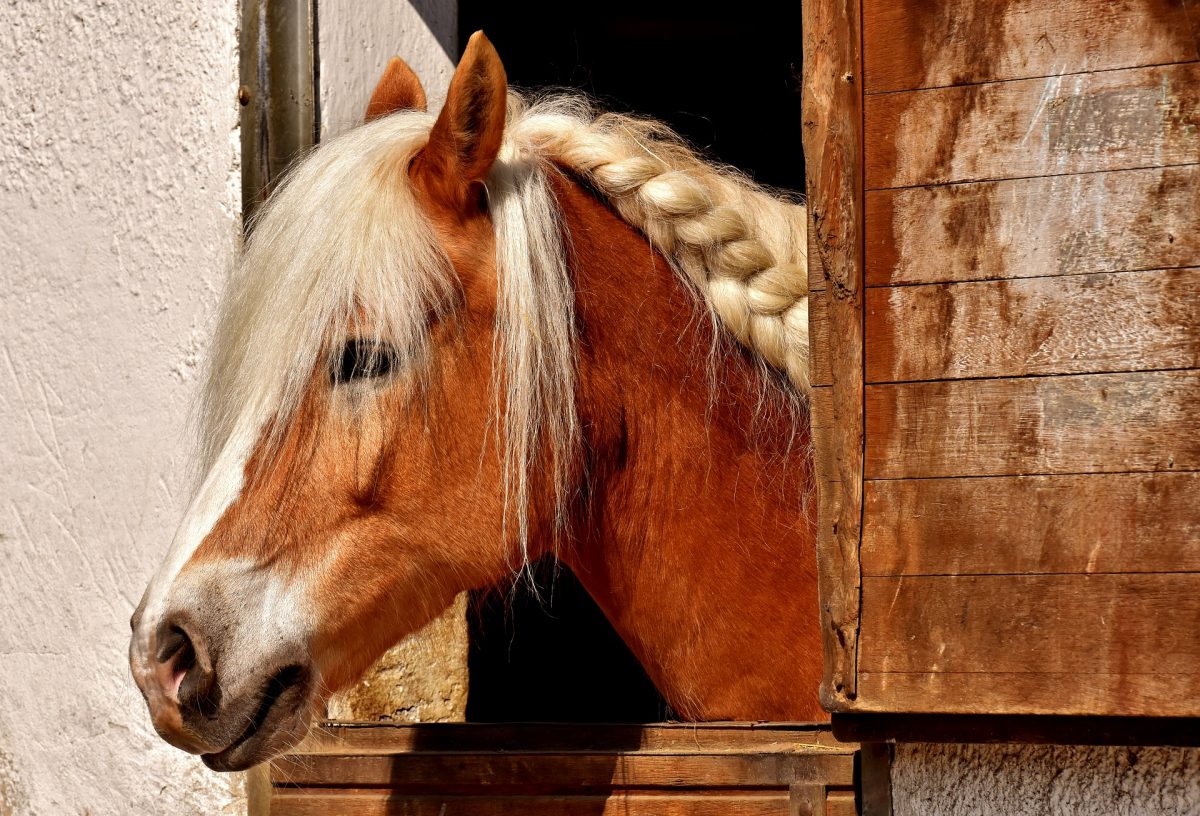 brown horse in a stable_horseback riding in crete_elissos