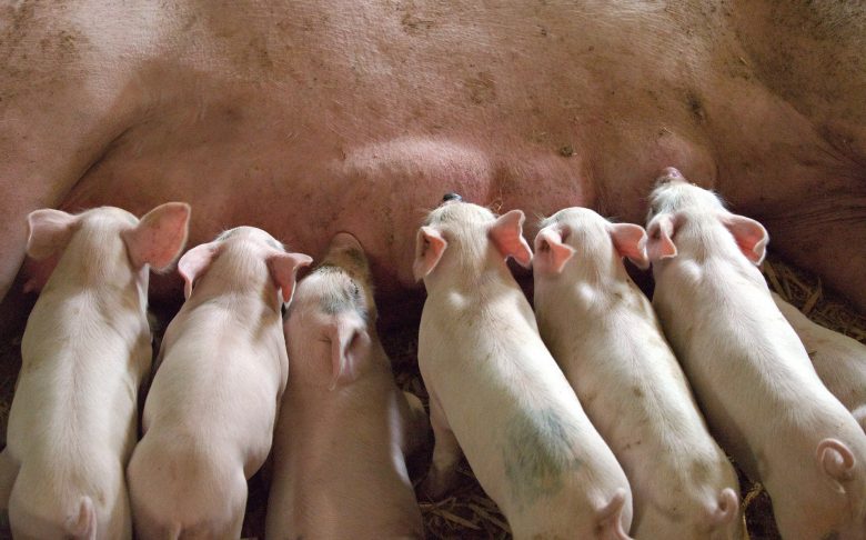 piglets drinking milk from mama pig_livestock farming in crete_elissos.com