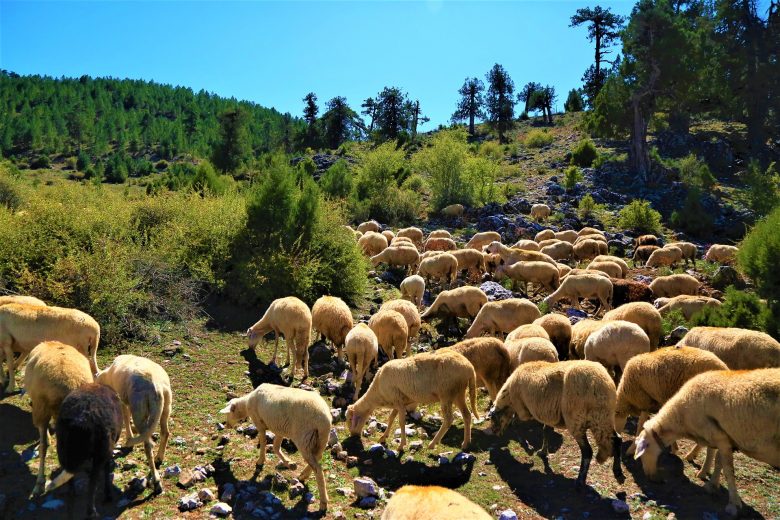 sheep eating grass in crete_sheephearding methods in crete_elissos