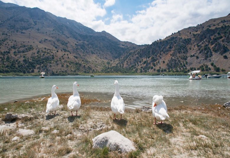 ducks at Lake Kourna rethymno crete