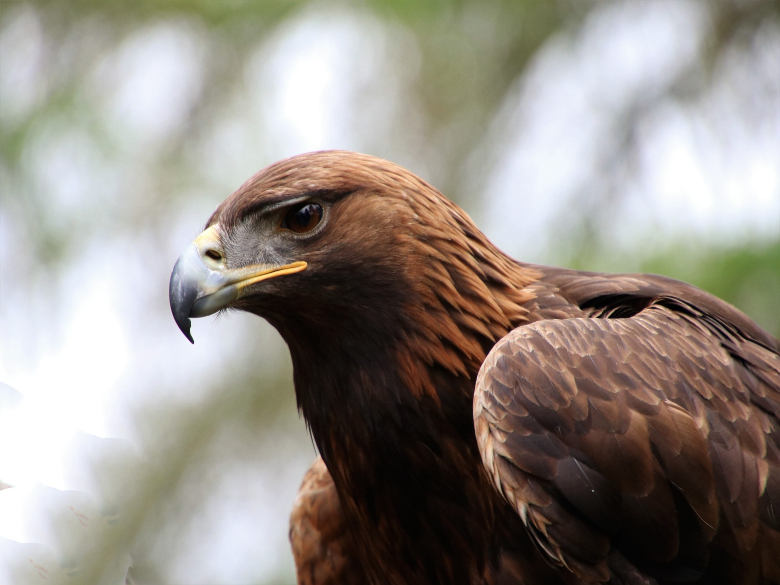 cretan golden eagle_birdwatching in crete_elissos 