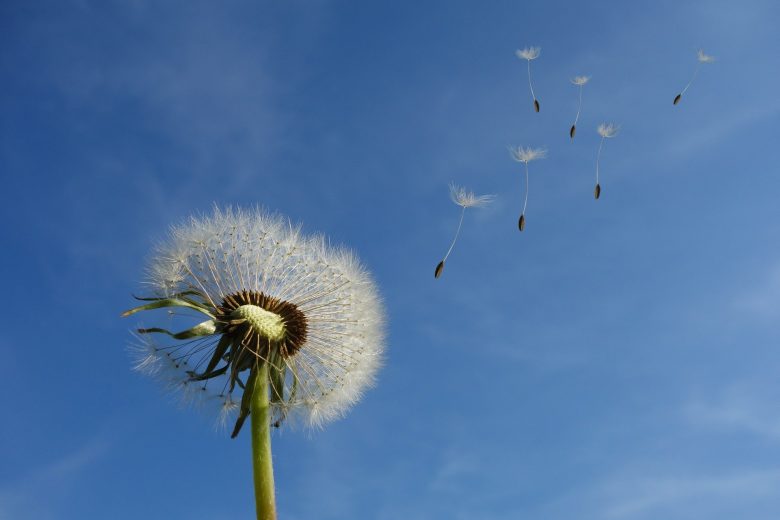 dandelion- spring with elissos - myth of persephone