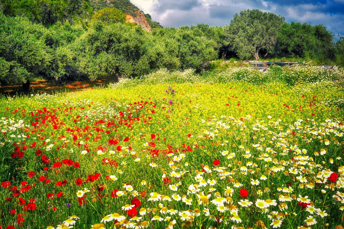 flower meadow in crete - spring in crete