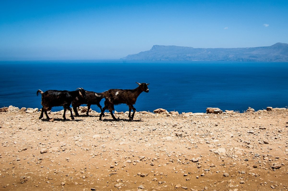 crete sea view - goats