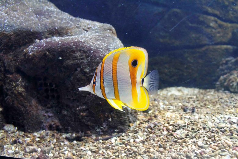 aquarium in crete - heraklion