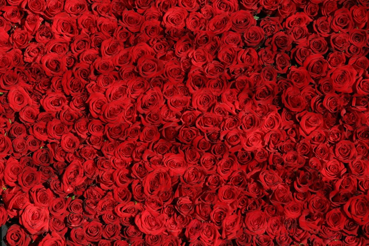 red roses for Valentine's Day