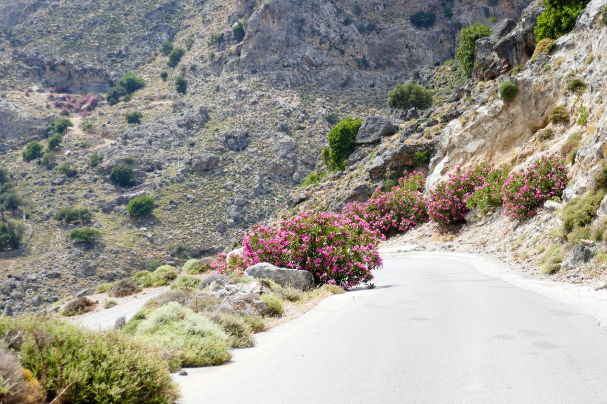 A winding mountain road in Imbros Gorge, Crete, lined with blooming pink flowers and surrounded by rocky hillsides and sparse greenery.