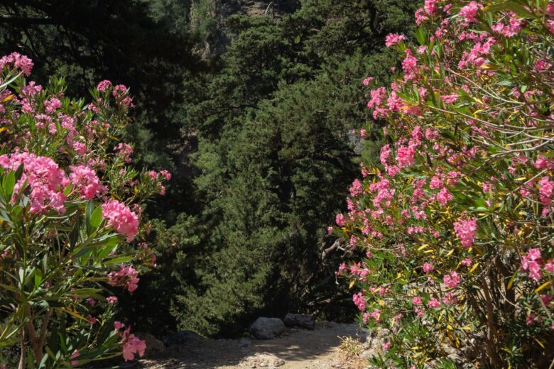 Pink flowers frame a view of dense, green forest in Samaria Gorge, Crete.
