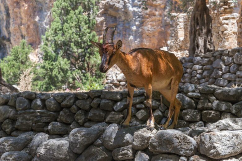 A Kri Kri goat with curved horns stands on a stone wall, with trees and rocky terrain in the background.