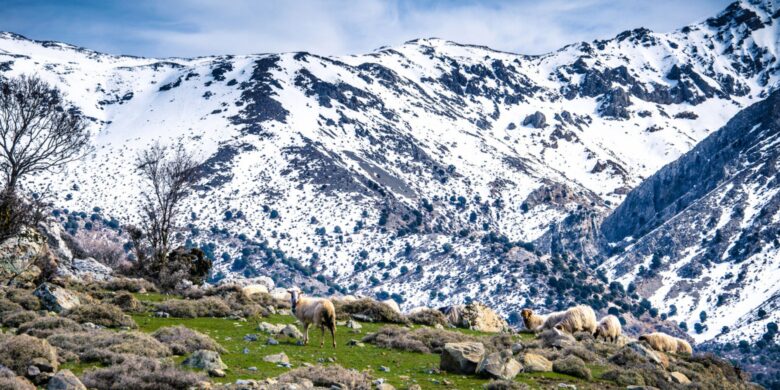 A winter scene in Crete during December, featuring snow-covered mountains in the background and a few grazing sheep on rocky, grassy terrain in the foreground. Sparse trees and bushes dot the landscape under a partly cloudy sky.