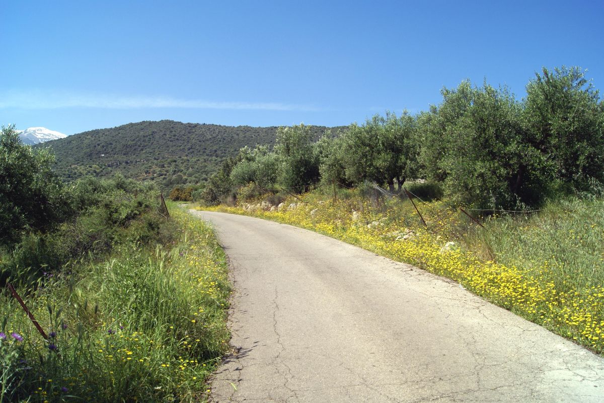 A peaceful country road winds through a landscape of olive trees and blooming wildflowers, with a distant view of hills under a clear blue sky. The scene captures the essence of spring in Crete.