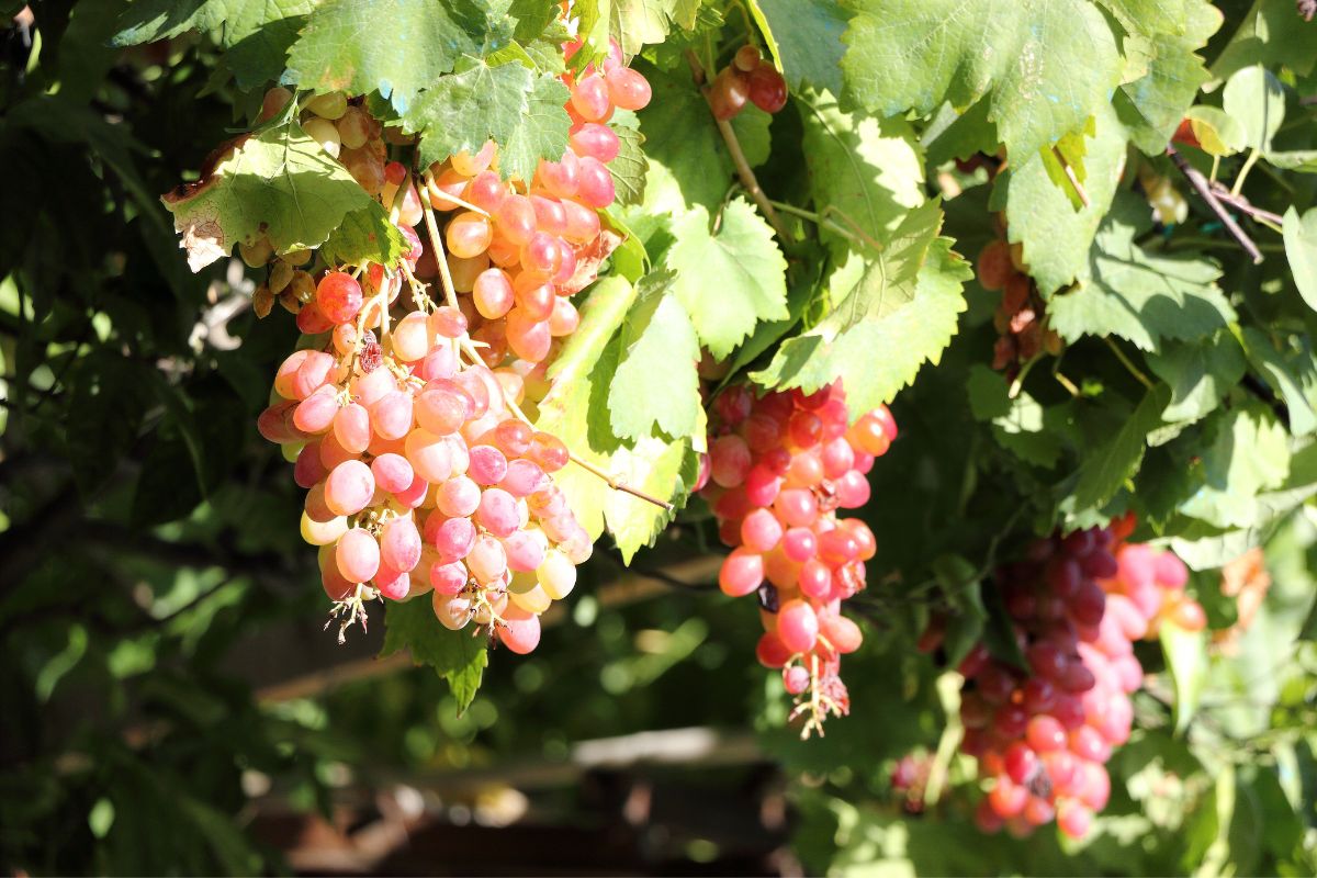 A close-up of ripe, sunlit grapes hanging from a vine in Chania, Crete, surrounded by green leaves.